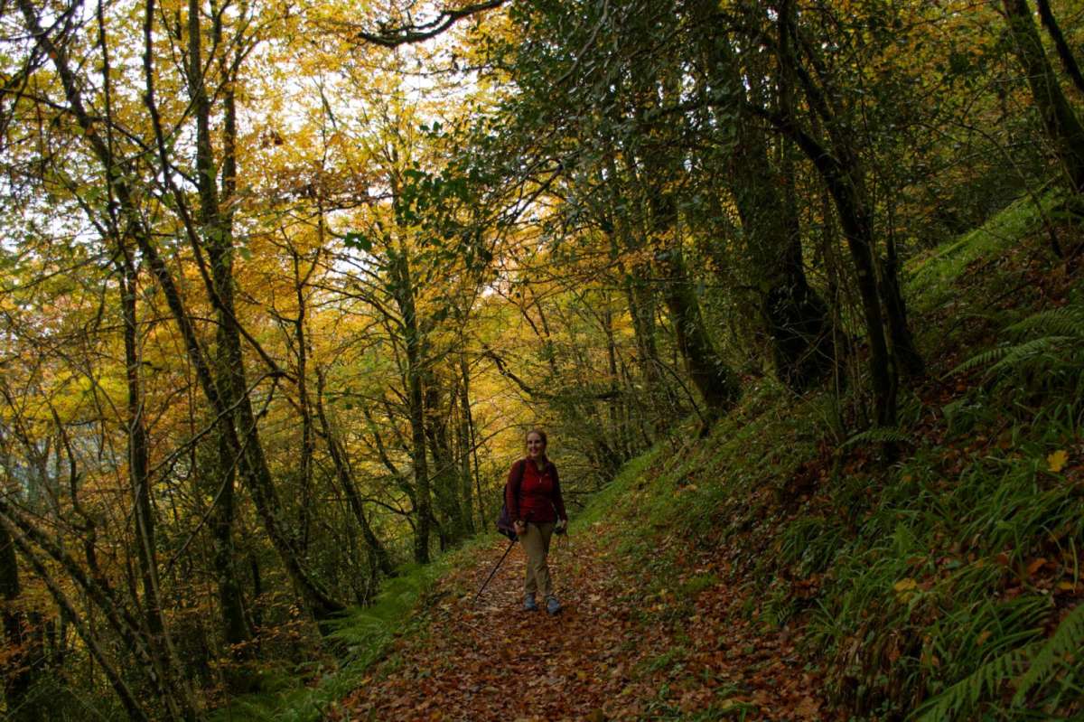 Bosque de hayas en O Courel.