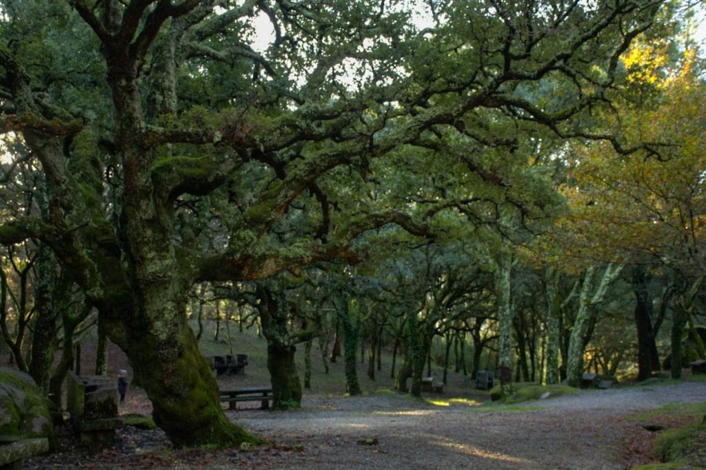Área recreativa de San Mamede.