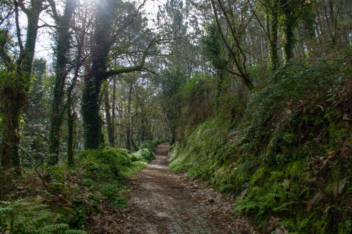Camiño Real